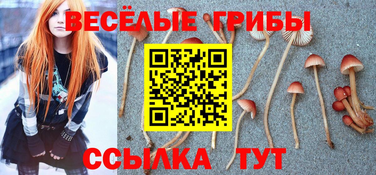 Псилоцибиновые грибы Psilocybe Урюпинск